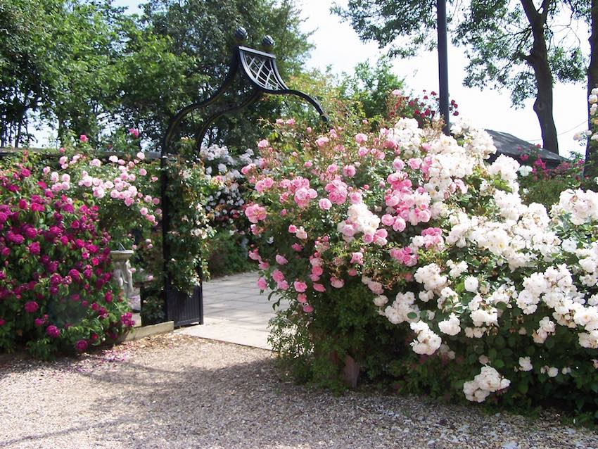 Metallist roosikaar Brighton koos tihedalt istutatud istutusmasinatega Peter Beales Rosesis Metallist roosikaar Brighton koos tihedalt istutatud istutusmasinatega Peter Beales Rosesis