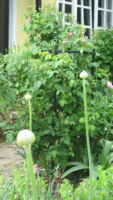 Rose toetab Jean Vibertit koos Remontant Rose Sidonie'ga Rose toetab Jean Vibertit koos Remontant Rose Sidonie'ga