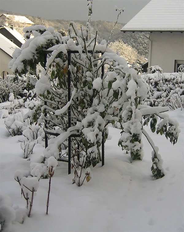 Rosenstütze aus Metall bedeckt vom Schnee