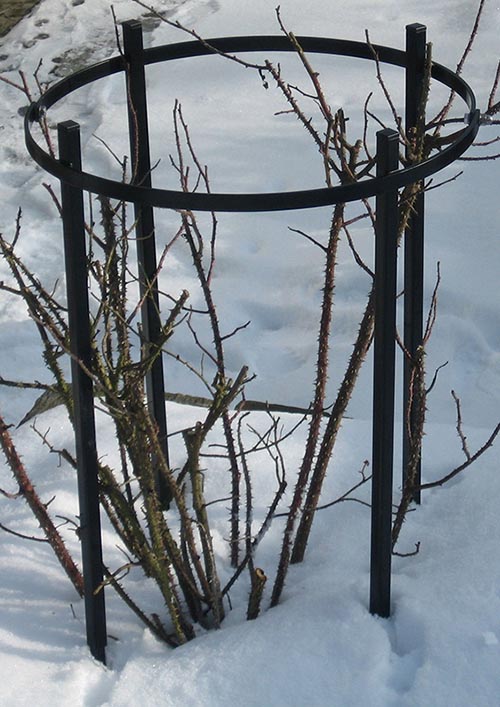 Winterfotos der Metall Rosenstütze Jean Vibert