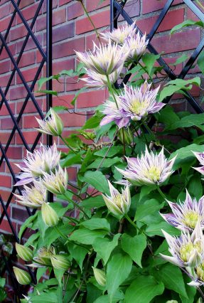 Wahl der passenden Rankhilfe ~ Tipps und Tricks rund um Rosen