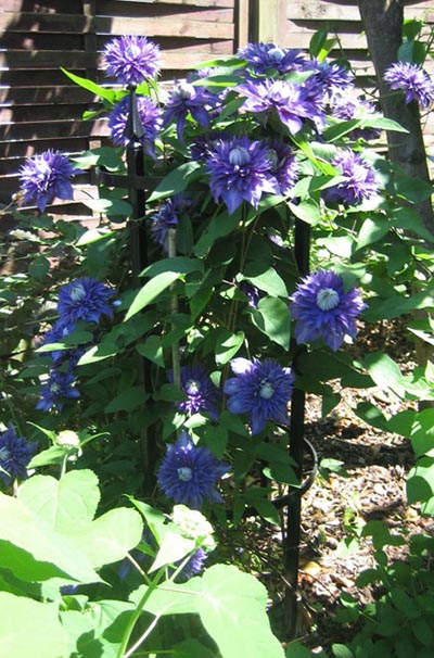 Ümmargune metallist püsilillehoidja toetab puhtalt siniseid topeltklematise lilli