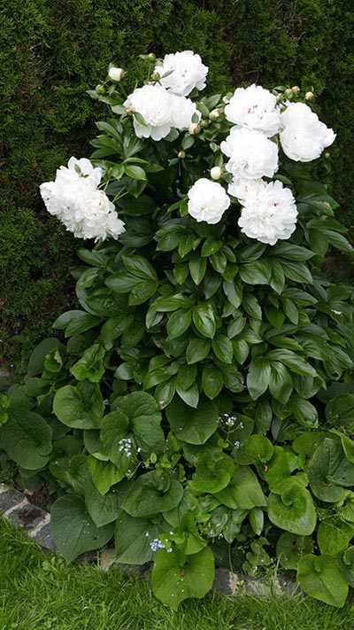 Ümmargune metallist püsikuhoidja toetab puhtaid valgeid pojengiõisi