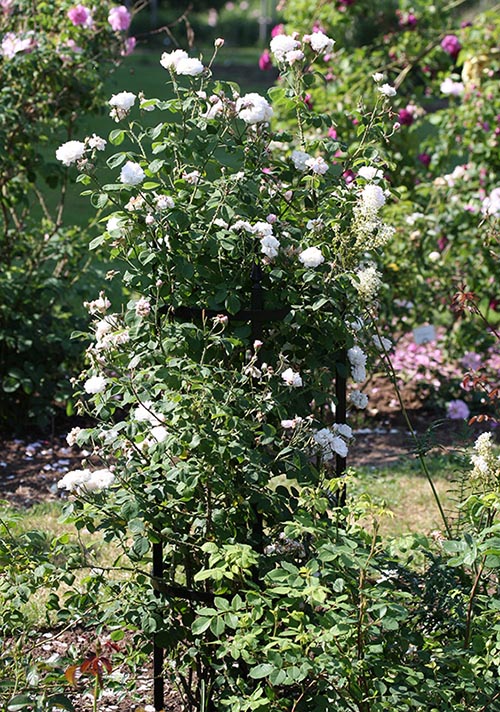 Weiße Rosen entfalten sich üppig auf der runden Metall Rosenstütze Rudolf Geschwind