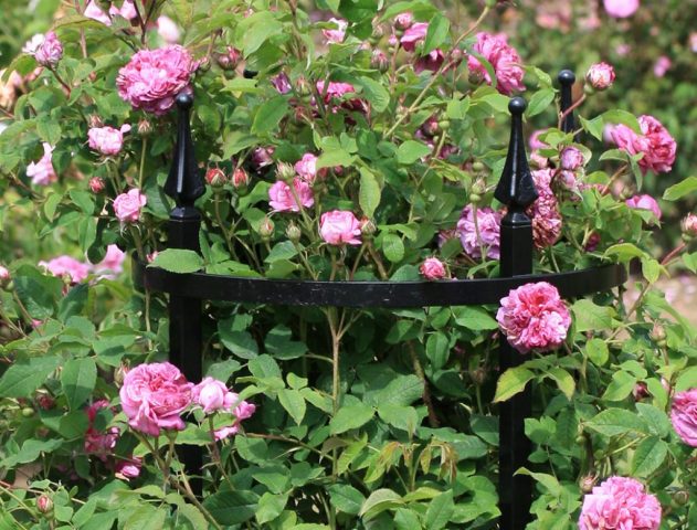 Detail mit spitzen Rosenstütze Geschwind Detail mit spitzen Rosenstütze Geschwind