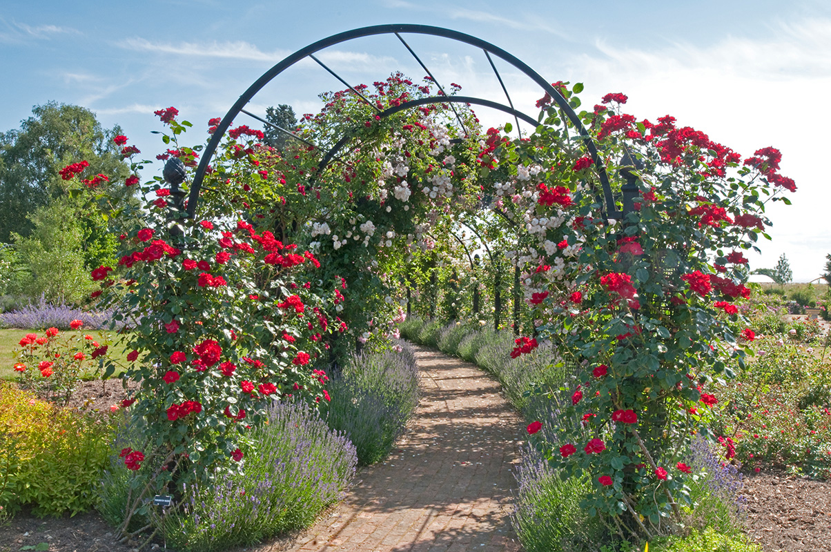 Laubengang St. Albans aus Metall, Länge 600 cm Breite 250 cm kaufen