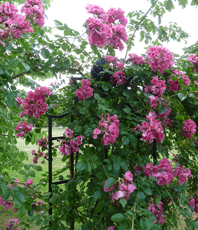 rosenobelisk mit rosa kletterrosen