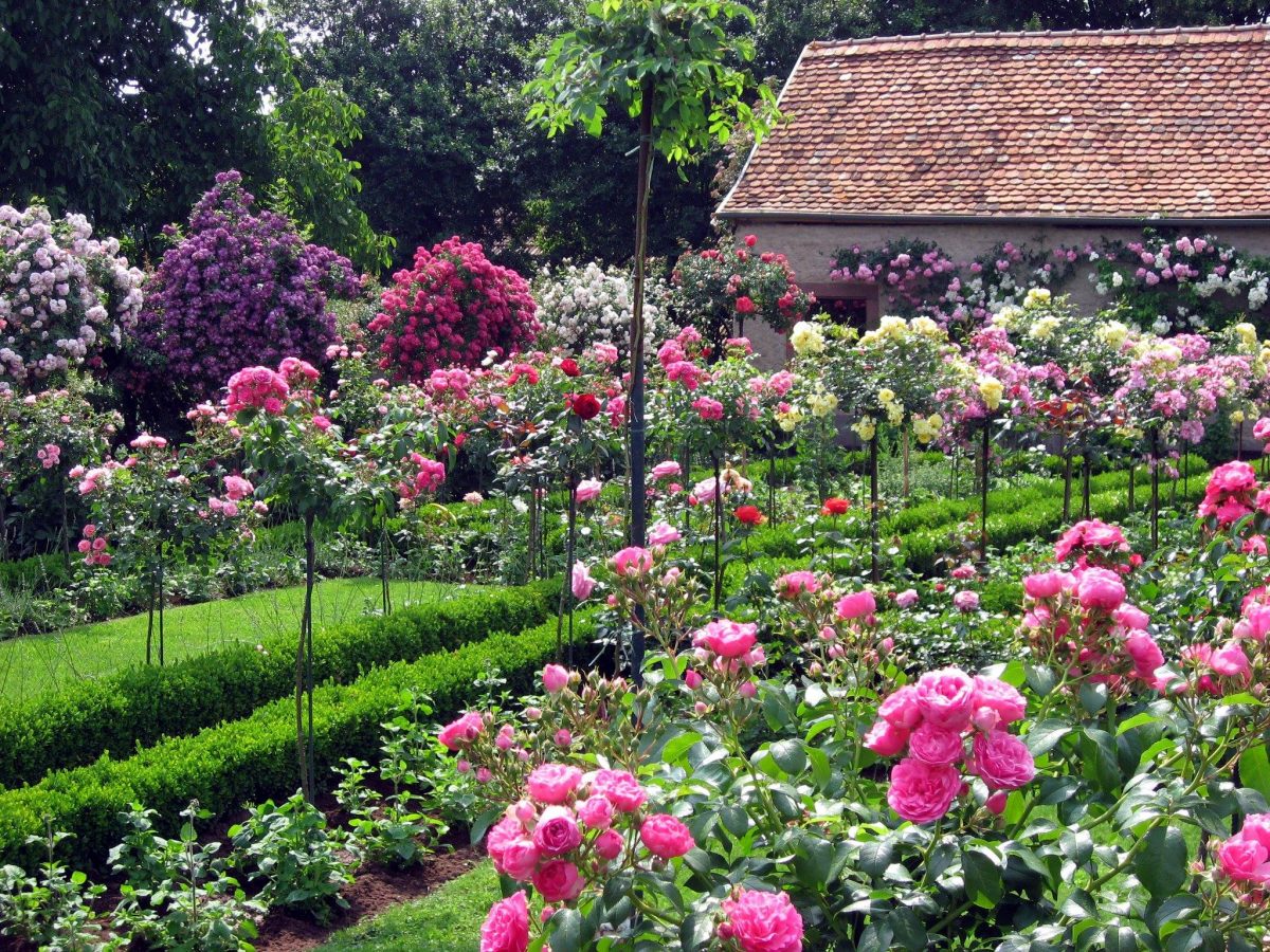 Hochstamm Rosen formieren ein privates Rosarium mit Metallhilfen