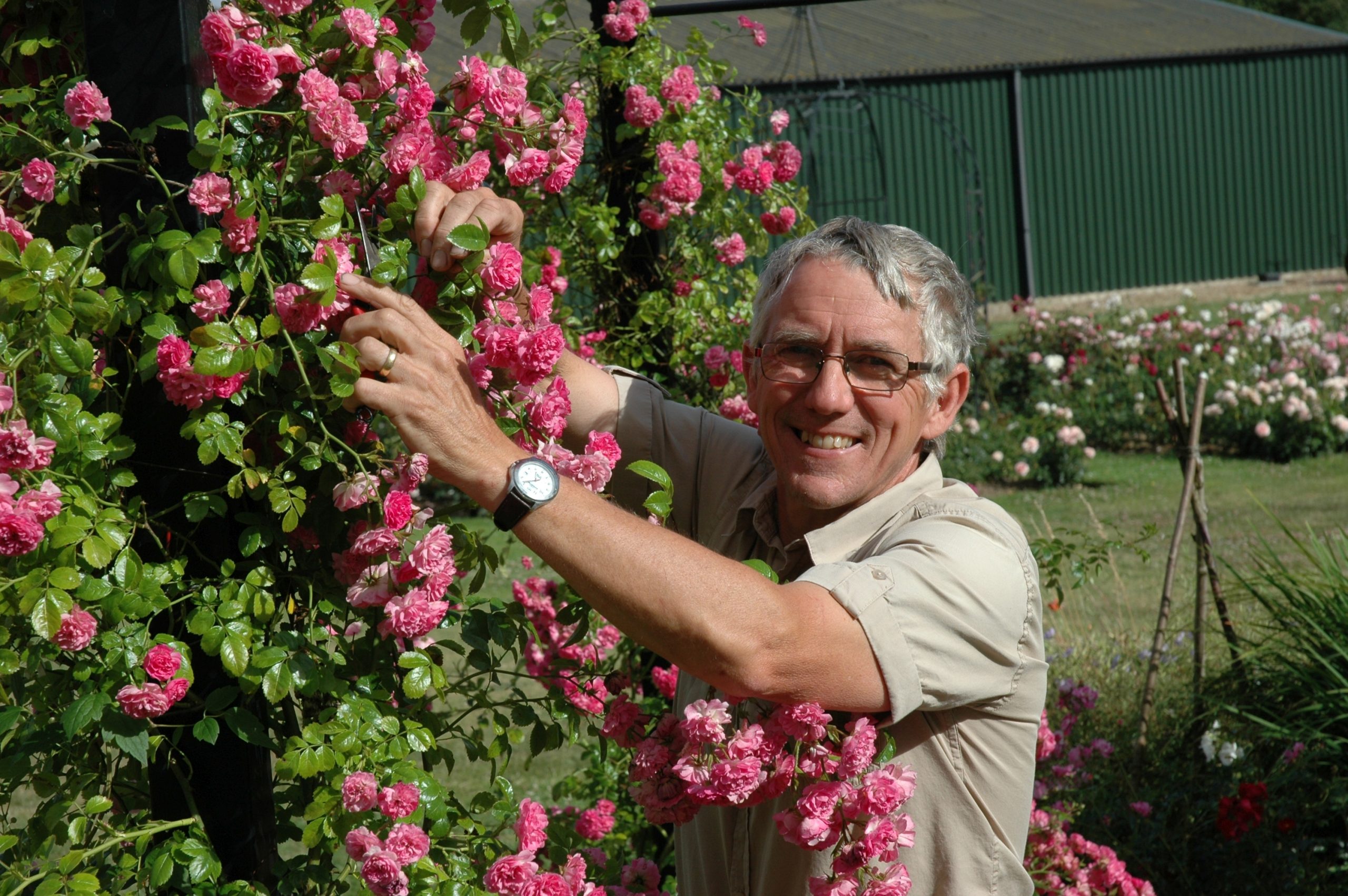 Gärtner vor Laubengang mit rosa Rosen