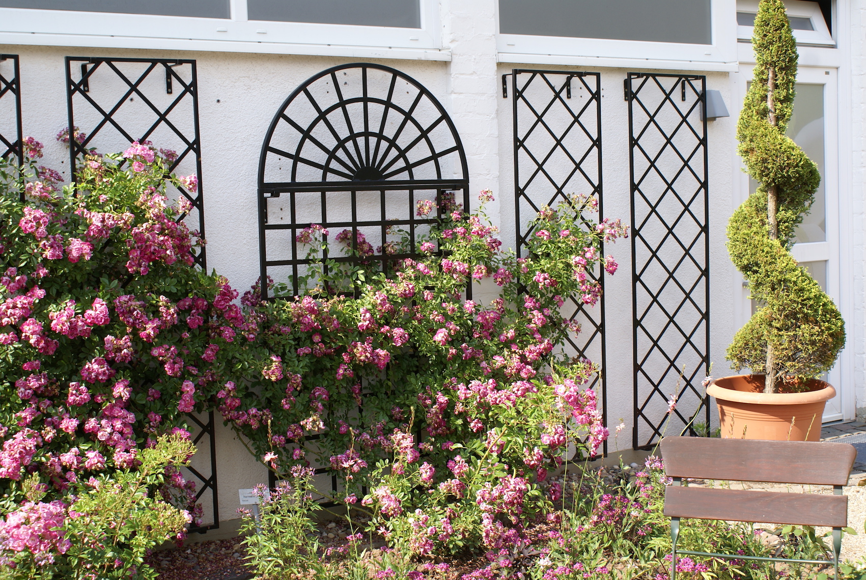 Плетистая Роза Шпалера фото 5