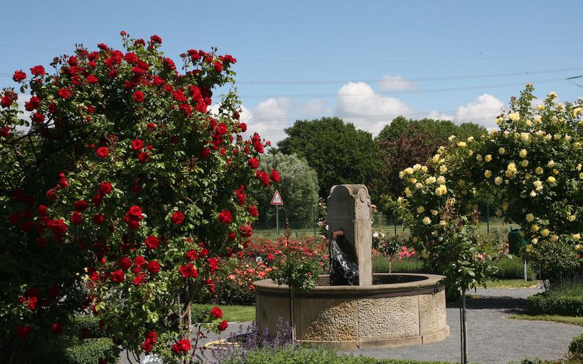 Metall Rosenbogen mit gelben und roten Rosen