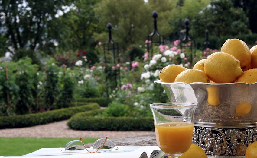 Rankhilfen für Rosen mit Zitronen und Orangensaft im Garten