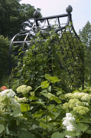 Englische Rosenlaube aus Metall Modell Victoria Englische Rosenlaube aus Metall Modell Victoria