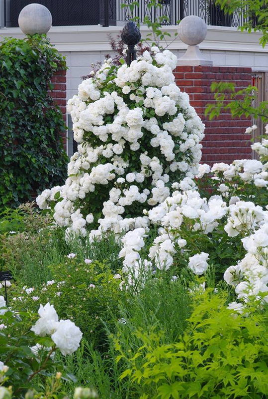 Freistehende Rankhilfe mit weißen Blumen und Rosen