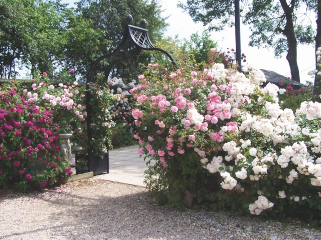 Massiver schwarzer Rosenbogen Eingang zum Garten