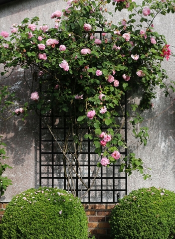Schwarzers auf Wand hergestelltes Rankgitter bewachsen mit Rosa Rosen