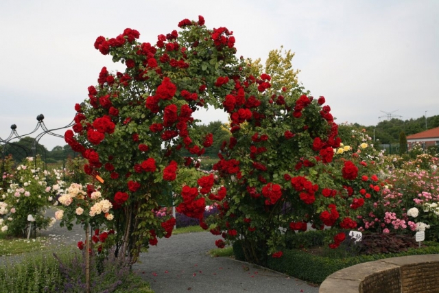 Viktorianischer Rosenbogen aus Metall. Modell Kiftsgate Von Classic Garden Elements Verzinkt