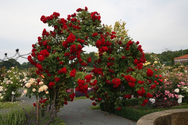 Viktorianischer Rosenbogen aus Metall. Modell Kiftsgate Von Classic Garden Elements Verzinkt