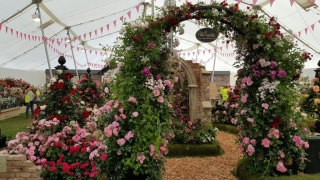 Arco di rose Chelsea Flower Show di Classic Garden Arco di rose Chelsea Flower Show di Classic Garden
