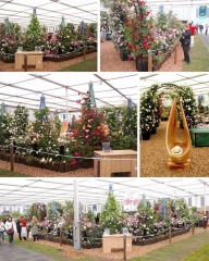 Mostra dei fiori di Chelsea 2018 Mostra dei fiori di Chelsea 2018