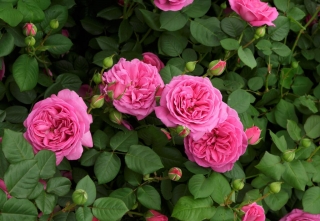 Chelsea Flower Show Rose rosa Chelsea Flower Show Rose rosa