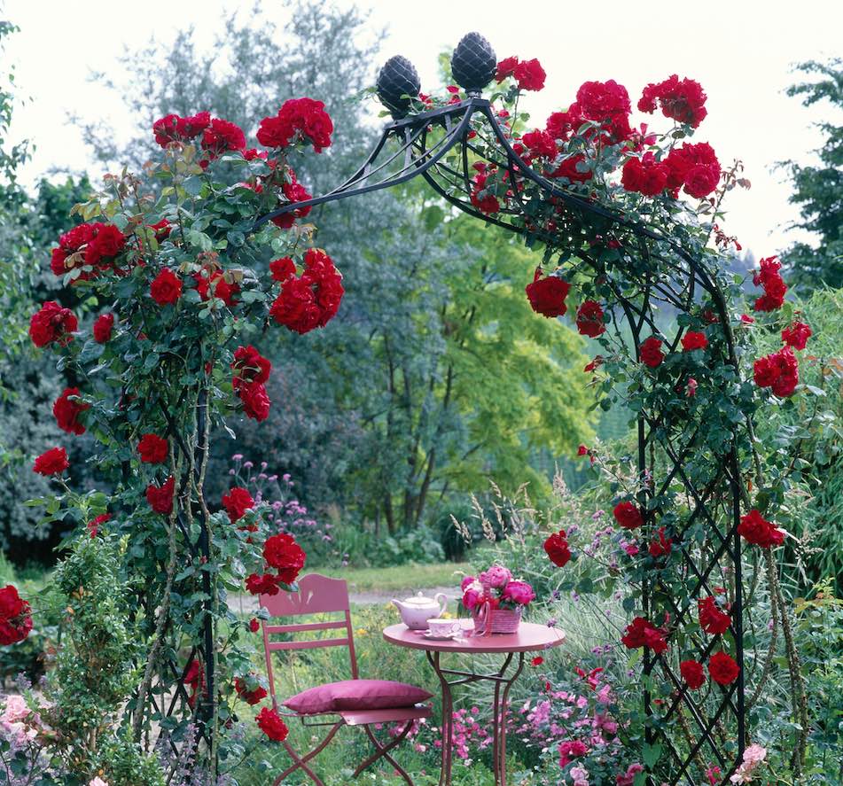 Rosenbogen mit roten Rosen