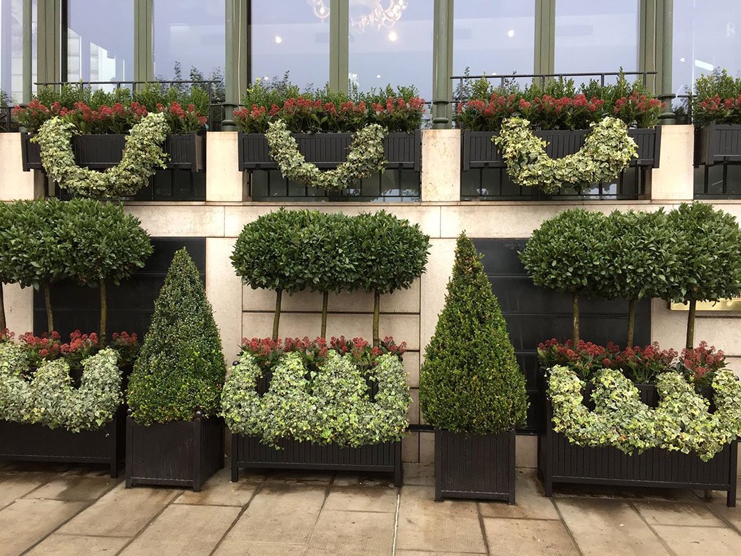 Paljud metallist istutusmasinad sissepääsu ees on võsastunud