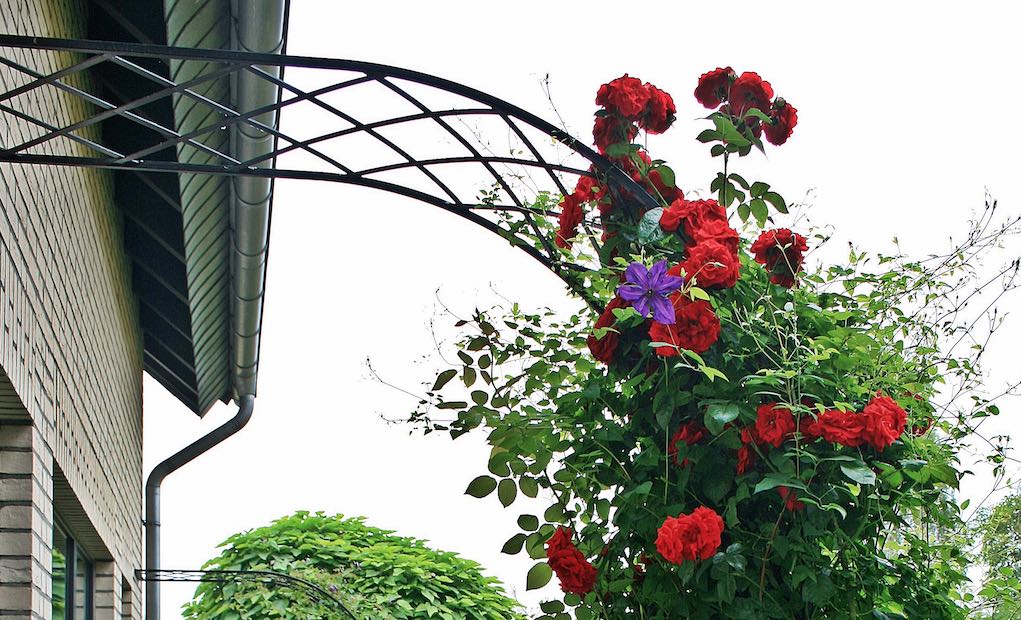 Halbrunder Metall Rosenbogen mit roten Rosen