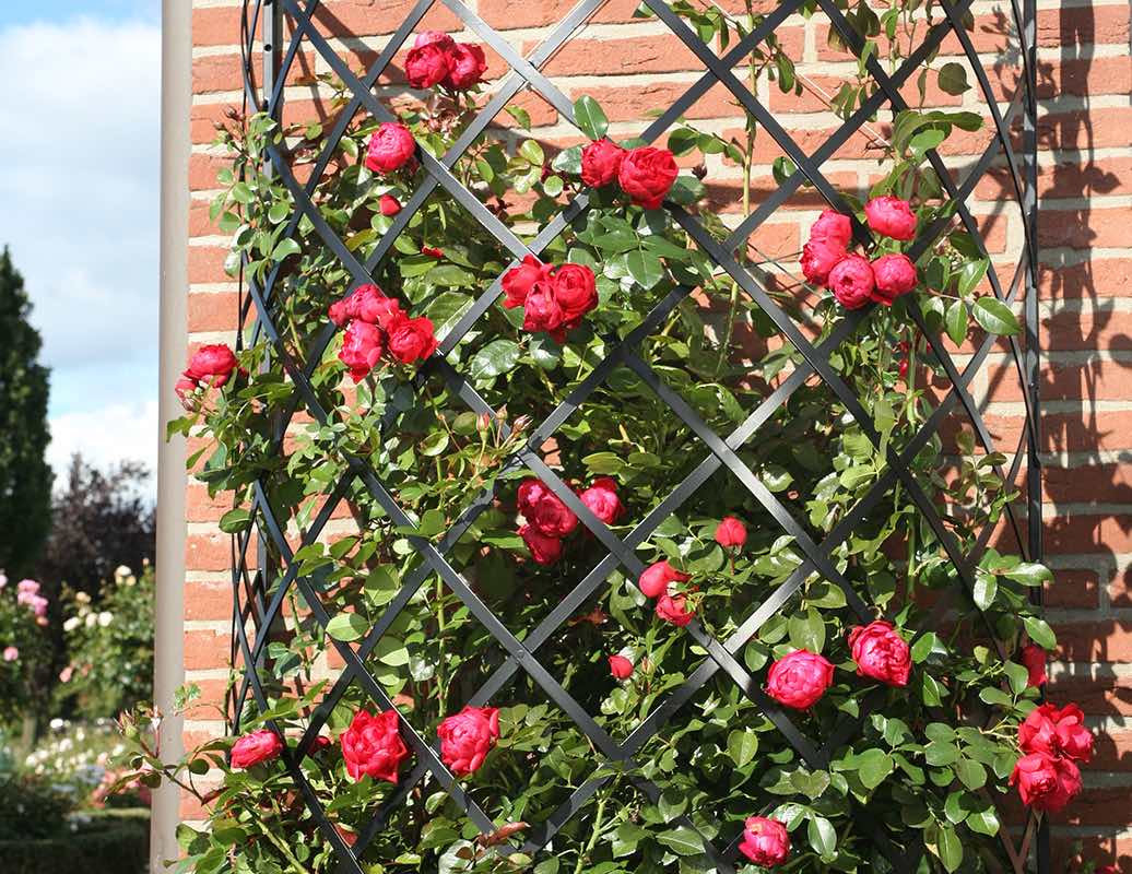 Halbrundes Rankgitter für Rosen bewachsen mit Rose Florentina