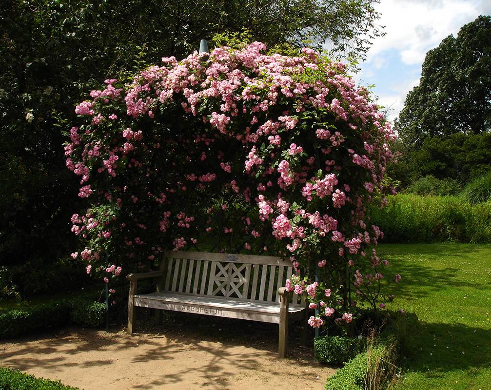 Viktorianische Rosenlaube mit Sitzbank vollständig bewachsen mit Kletterrosen 'Jasmina'