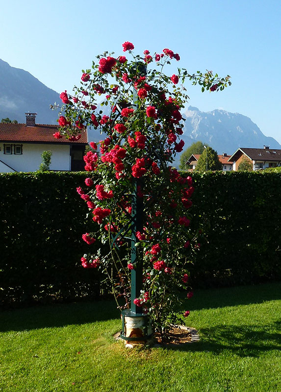 Rosensäule-montiert-auf-einen-Baumstumpf