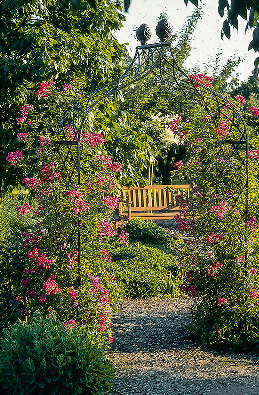 Metall Rosenbogen Kiftsgate Klassisch Viktorianisches Design Kaufen