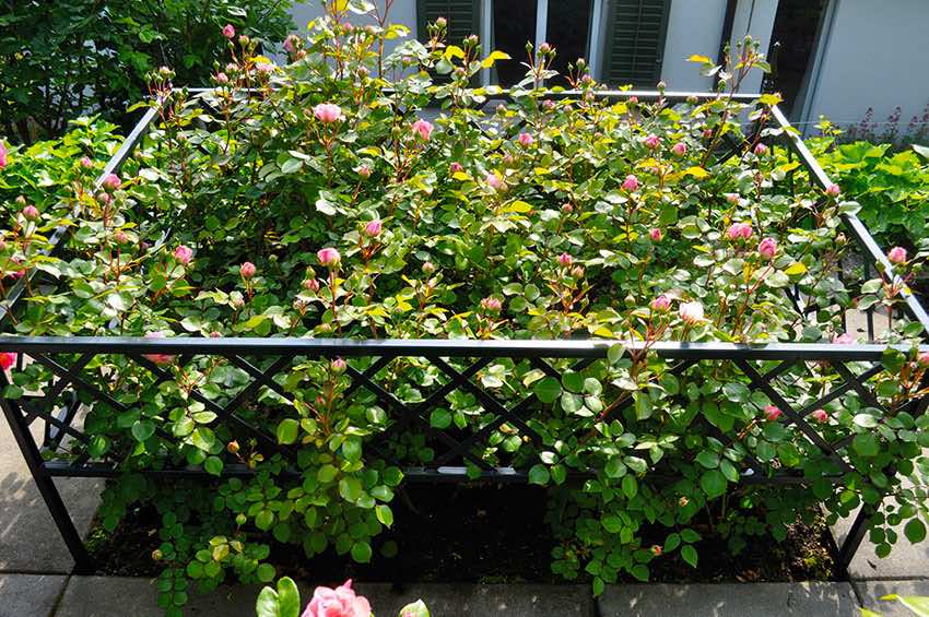 Nelinurkne voodipiir Zürich floribunda roosidega