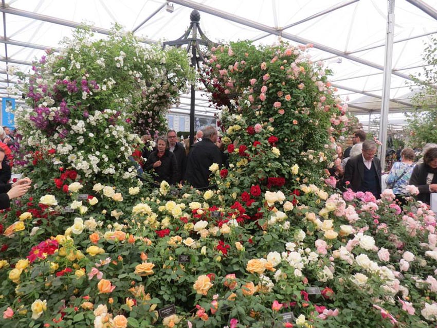 Meeste metallist paviljon täies roosiõis Meeste metallist paviljon täies roosiõis