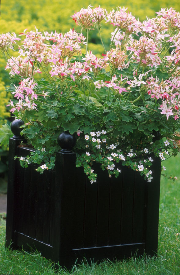 Versailles terasest istutusmasin. Kuumtsingitud ja pulbervärvitud 40x32x32 cm