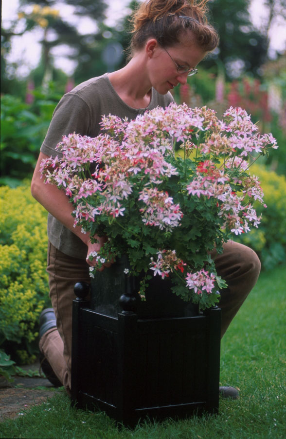 Versailles'i taimepott eemaldatava sisepotiga taime hõlpsaks asendamiseks