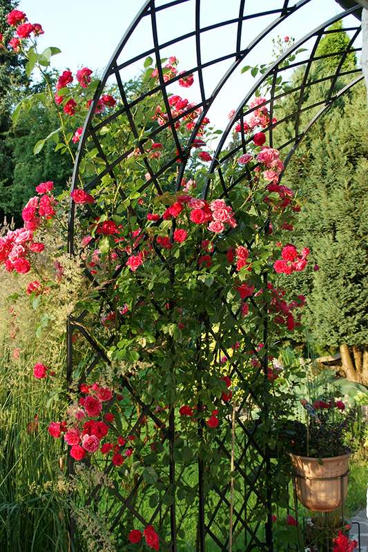 Zwei Rosenhalbbögen mit Rautenmuster aus Metall angelehnt am Haus bewachsen mit Kletterrosen