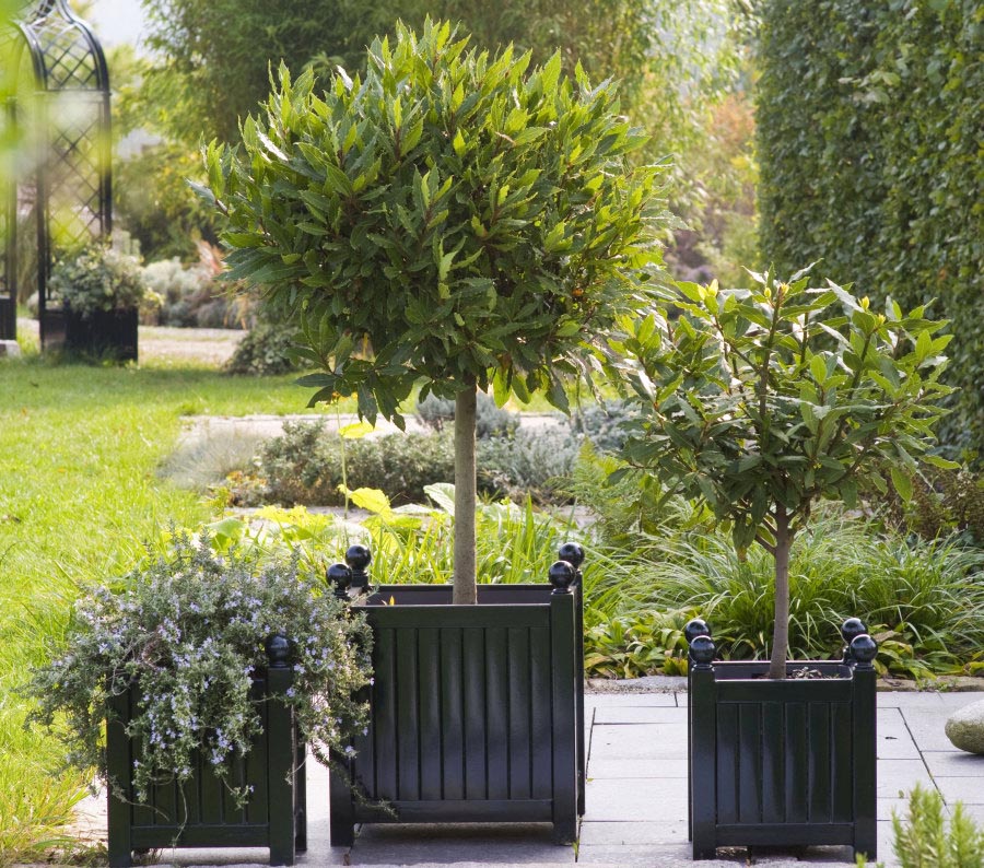 Kaks väikest ja üks suur Versailles'i istutusmasin, mis on istutatud tavalise loorberi ja rosmariiniga