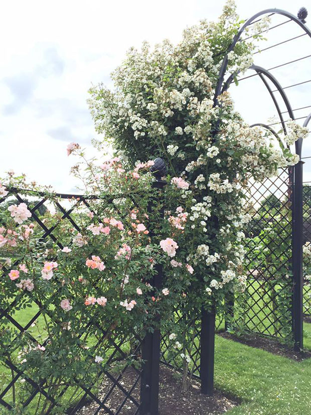 Kolmeosaline metallist pulmakaar lopsakate valgete ronimisroosidega Kolmeosaline metallist pulmakaar lopsakate valgete ronimisroosidega