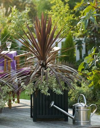 Suur Versailles metallist istutusmasin, mis on istutatud klubiliiliatega Suur Versailles metallist istutusmasin, mis on istutatud klubiliiliatega