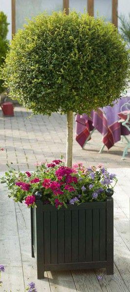 Suur Versailles metallist istutusmasin standardse Buxi kuuliga Suur Versailles metallist istutusmasin standardse Buxi kuuliga