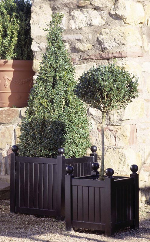 Kaks erinevat Versailles' metallist taimepotti Bux taimedega Kaks erinevat Versailles' metallist taimepotti Bux taimedega