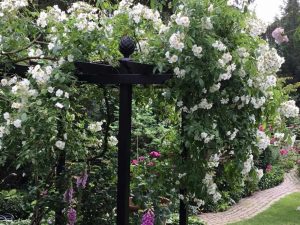 Hochdekorative Pergola aus Metall mit kräftig eingewachsener Rambler Rose