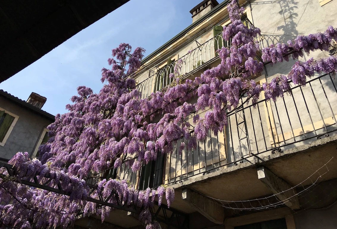 Passende Rankhilfen fr Wisteria - Glyzinien