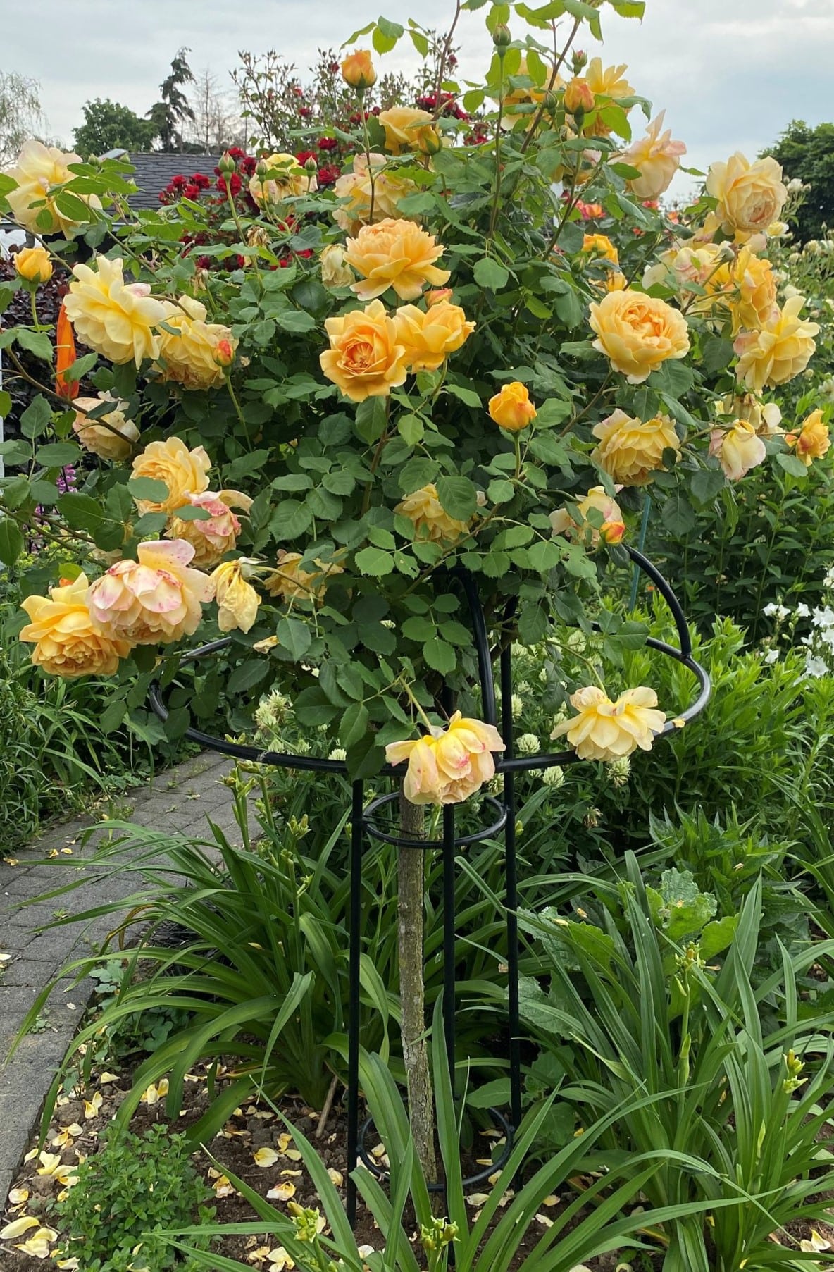 Kleiner Rosenschirm Giverny von Classic Garden Elements mit 90 cm Stammrose Golden Celebration-min