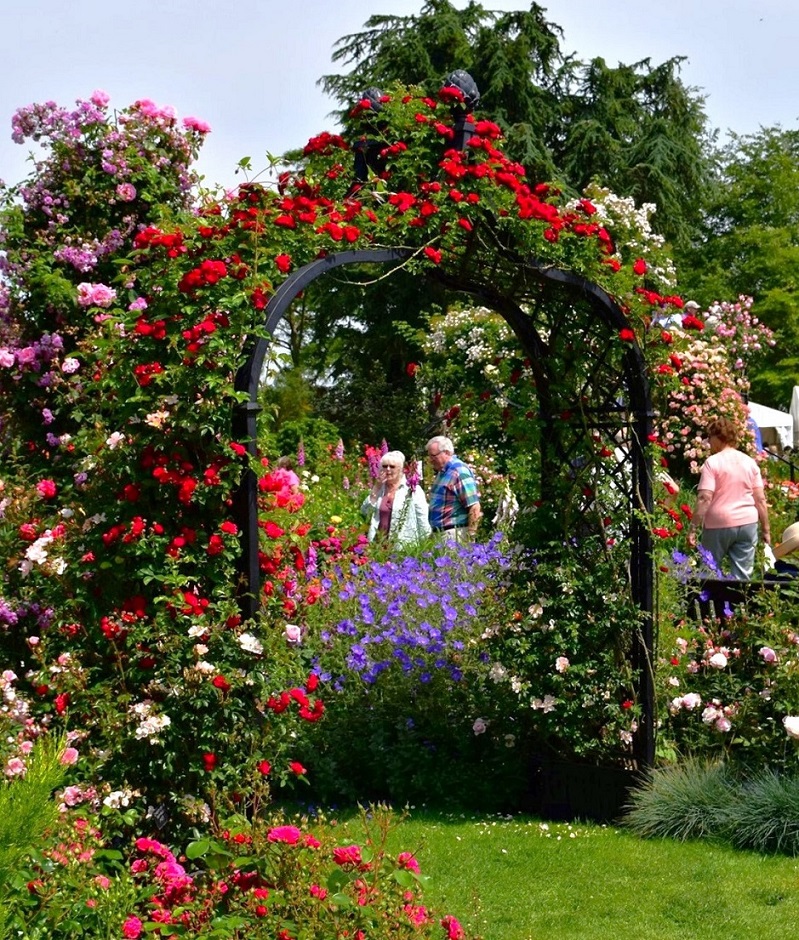 Viktorianischer Rosenbogen Brighton mit Kletterrose Chevy Chase im Rosengarten von Peter Beales Roses