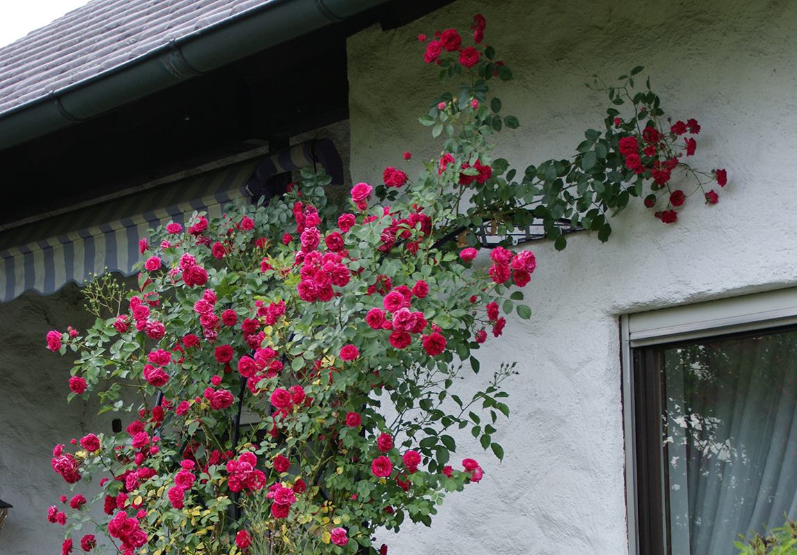 Die Rambler 'Super Excelsa' blühen an zwei an die Hauswand angelehnten Halbbögen von Classic Garden Elements