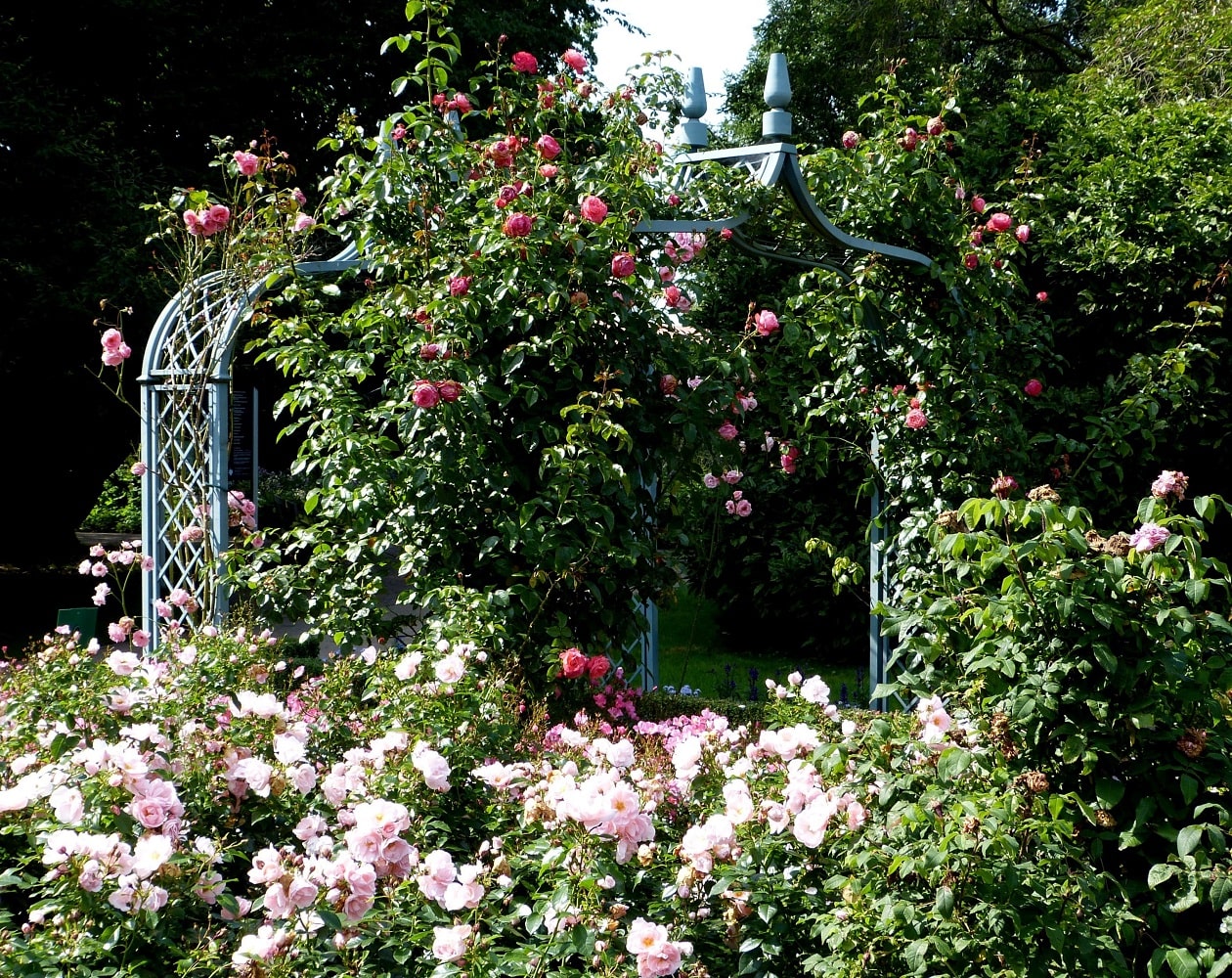 Rosengarten im Arboretum Ellerhoop mit zwei blauen Rosenbögen Brighton von Classic Garden Elements und Kletterrosen