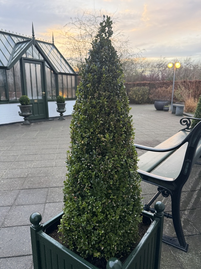 Versailler Pflanzkübel mit Buchsbaum-Pyramide in RAL 6009 tannengrün1 Versailler Pflanzkübel mit Buchsbaum-Pyramide in RAL 6009 tannengrün1