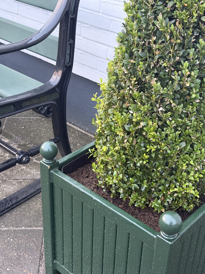 Versailler Pflanzkübel mit Buchsbaum-Pyramide in RAL 6009 tannengrün3 Versailler Pflanzkübel mit Buchsbaum-Pyramide in RAL 6009 tannengrün3